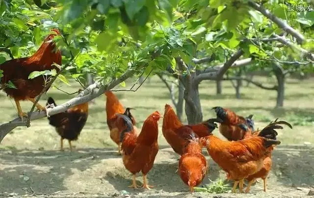 抓住這個風(fēng)口，青龍帶你在農(nóng)村年入20萬不是夢！
